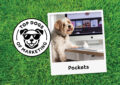 Pockets the Chief Nap Officer at Kindred Studio is a Top Dog of Marketing