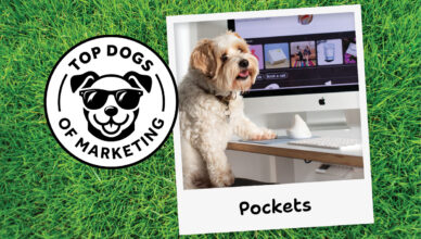 Pockets the Chief Nap Officer at Kindred Studio is a Top Dog of Marketing